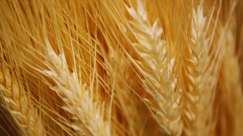 Checklist de digitalización para el sector agroalimentario - Empresas de Toledo